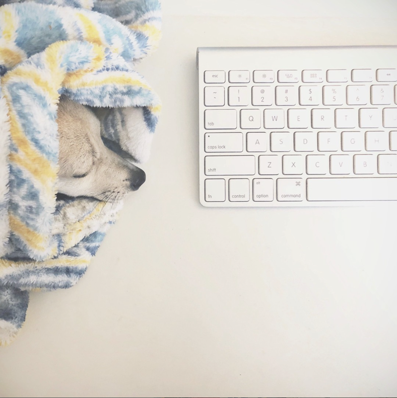 Keyboard-sleeping-dog Copywriting-for-women-led-businesses