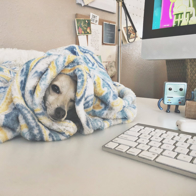 Watchful-dog-beside-desktop-computer Finding your dream clients with professional Copywriting