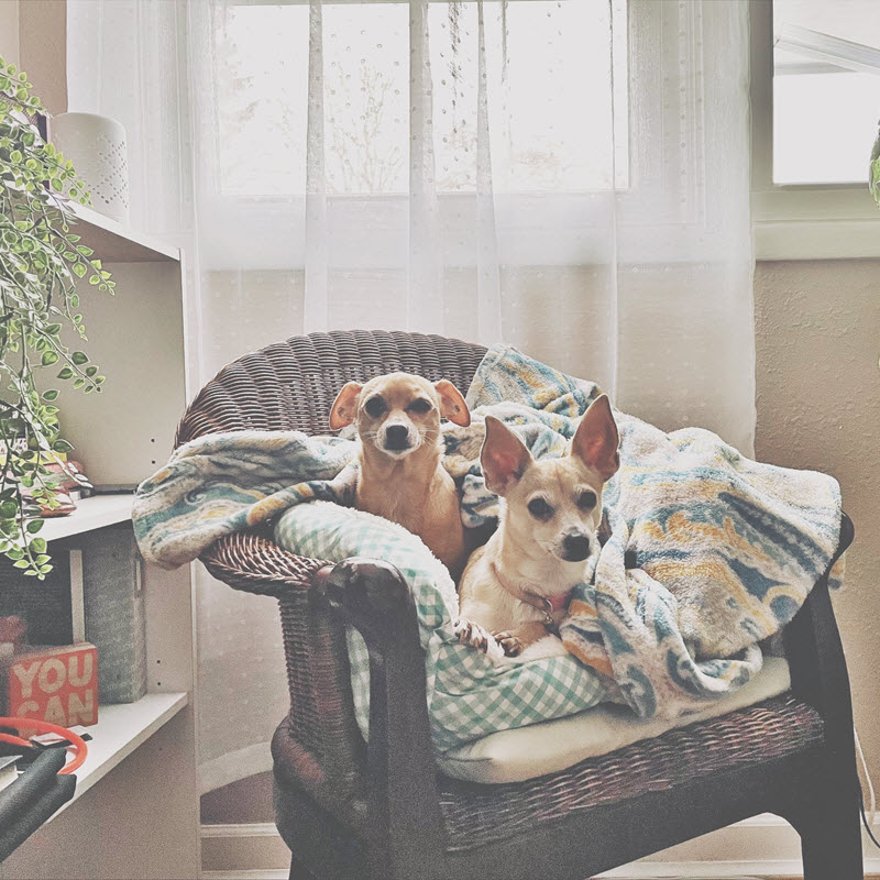 two-puppys Curious puppies
